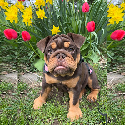 Kahlua, English Bulldog Female