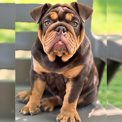 Kahlua, English Bulldog Female