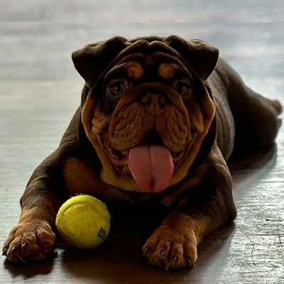 Kahlua, English Bulldog Female