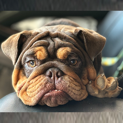 Kahlua, English Bulldog Female