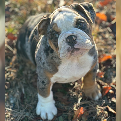 Malibu, English Bulldog Female