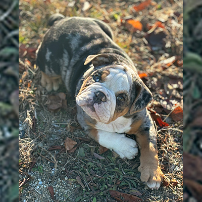 Malibu, English Bulldog Female