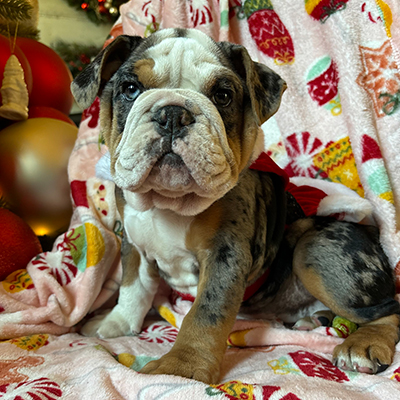 Malibu, English Bulldog Female