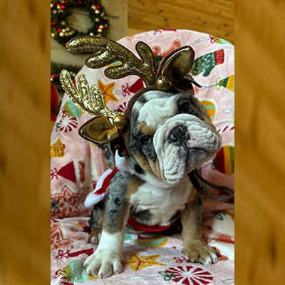 Malibu, English Bulldog Female