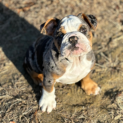 Malibu, English Bulldog Female