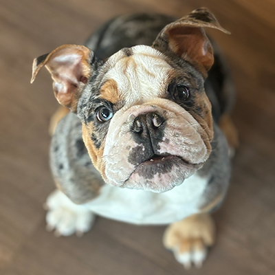 Malibu, English Bulldog Female