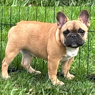 Chorizo, French Bulldog Female