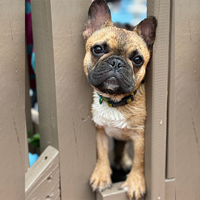 Chorizo, French Bulldog Female