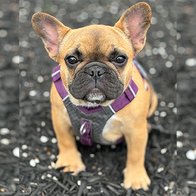 Chorizo, French Bulldog Female