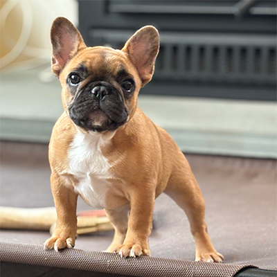 Chorizo, French Bulldog Female
