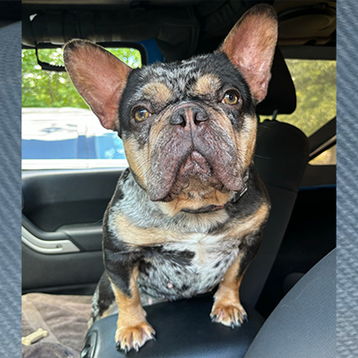 Genesis, French Bulldog Female