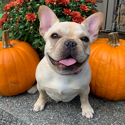 Mango, French Bulldog Female
