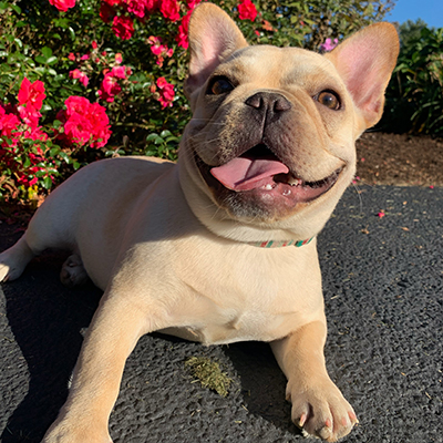 Mango, French Bulldog Female