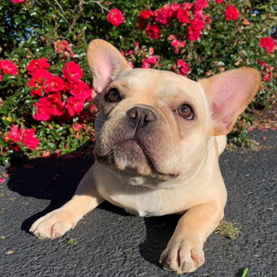 Mango, French Bulldog Female