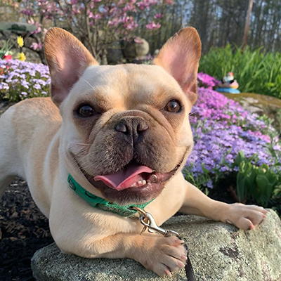 Mango, French Bulldog Female