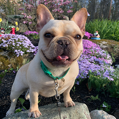 Mango, French Bulldog Female