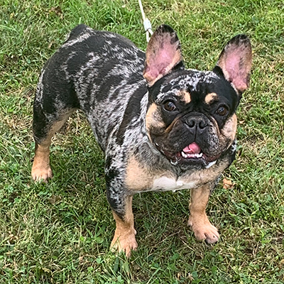 Nia, French Bulldog Female