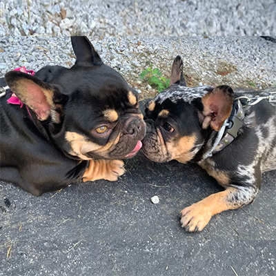 Nia, French Bulldog Female