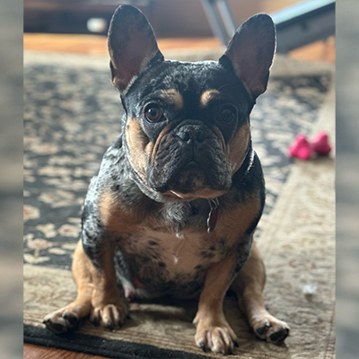 Nia, French Bulldog Female