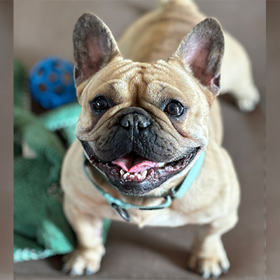 Pickles, French Bulldog Female