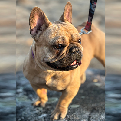 Pickles, French Bulldog Female