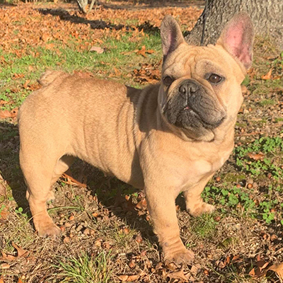Pickles, French Bulldog Female