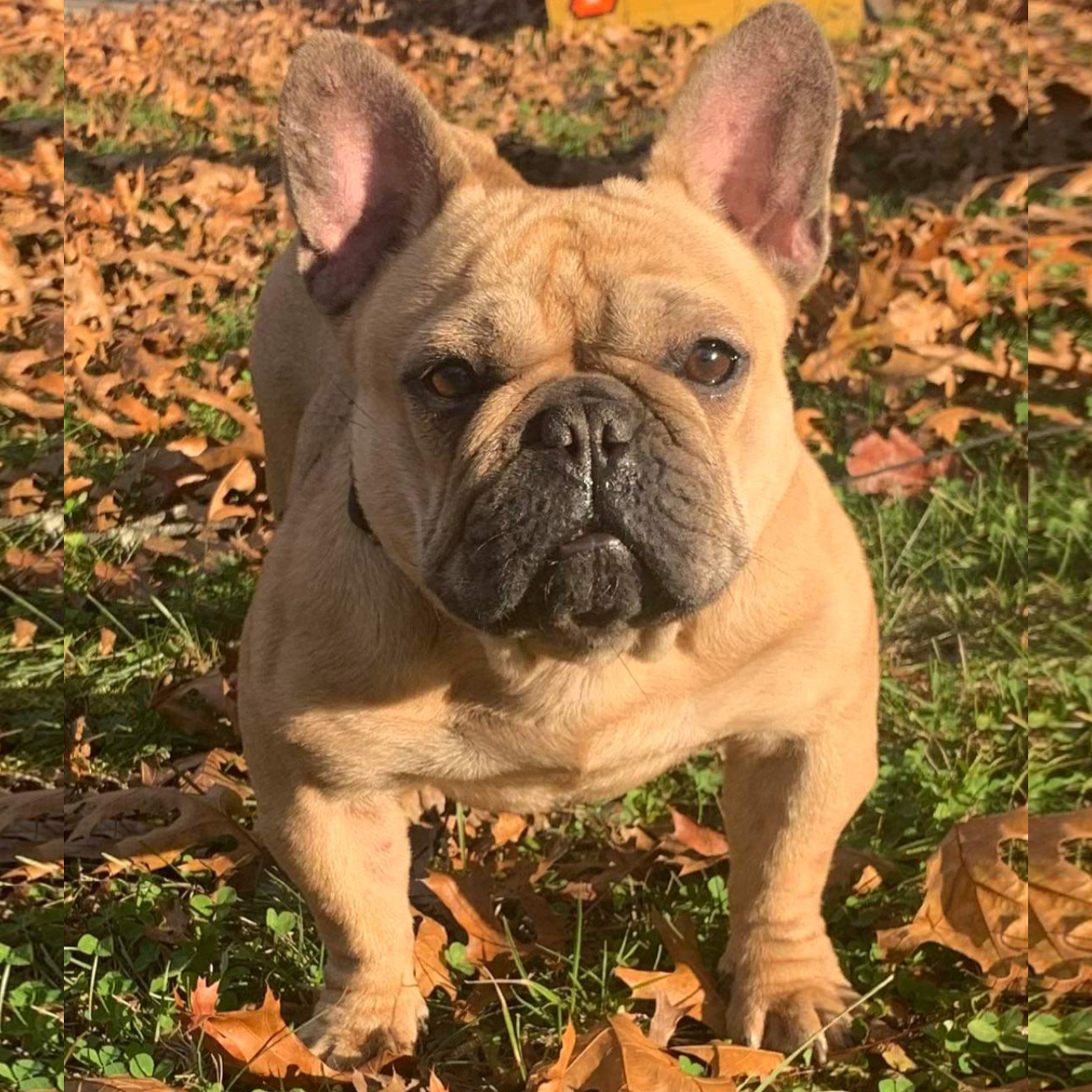 Pickles, French Bulldog Female