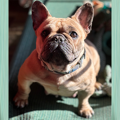 Pickles, French Bulldog Female