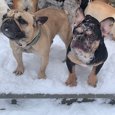 Pickles and Genesis, French Bulldog Females