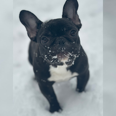 Shambozey, French Bulldog Female