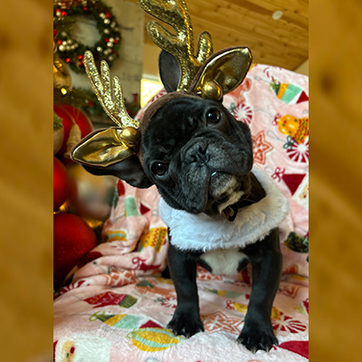 Shambozey, French Bulldog Female