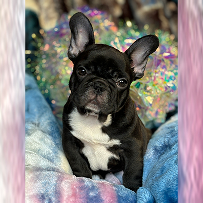 Shambozey, French Bulldog Female