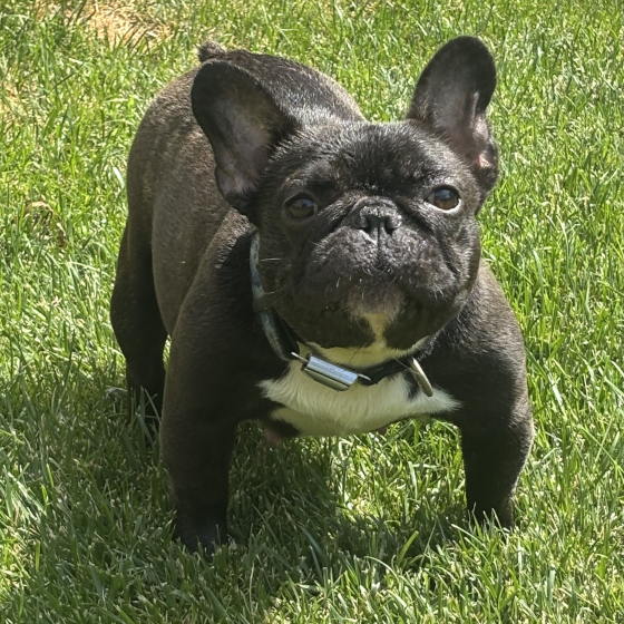 Shambozey, French Bulldog Female