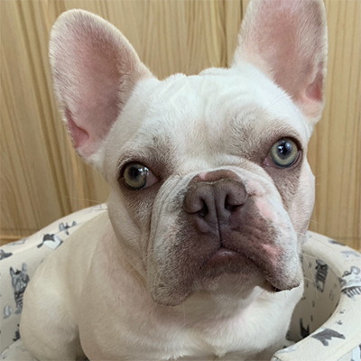 Willow, French Bulldog Female