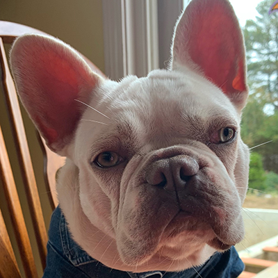 Willow, French Bulldog Female