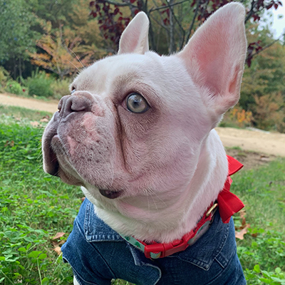Willow, French Bulldog Female