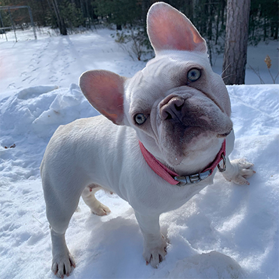 Willow, French Bulldog Female