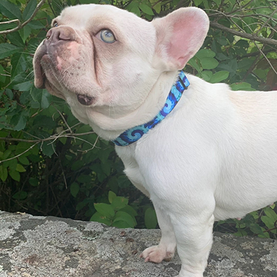 Willow, French Bulldog Female