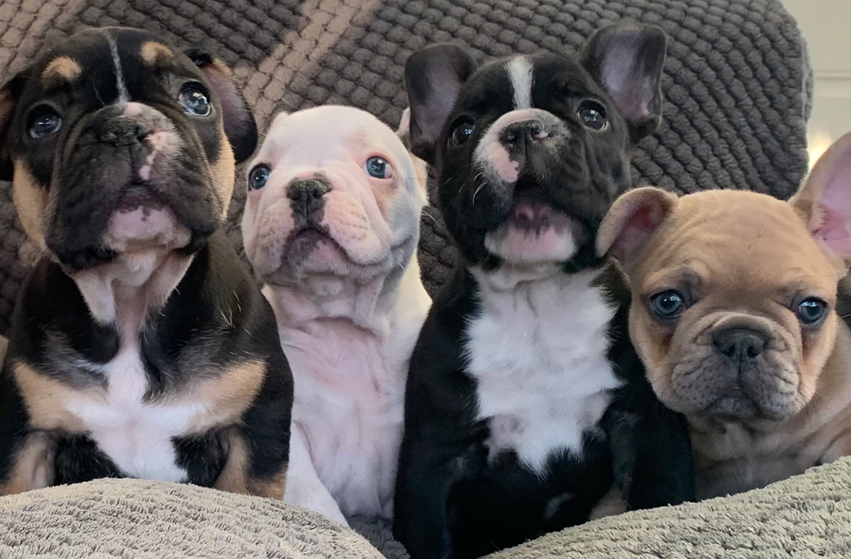 Meet the Puppies