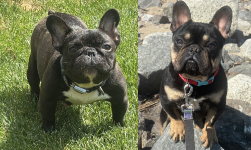 Shambozey and Mr. T, French Bulldog Parents Shambozey and Mr. T, French Bulldog Parents