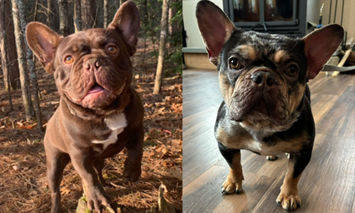 Genesis and Bear, French Bulldog Parents