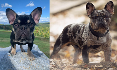 Godiva and TIKTOK, French Bulldog Parents Godiva and TIKTOK, French Bulldog Parents