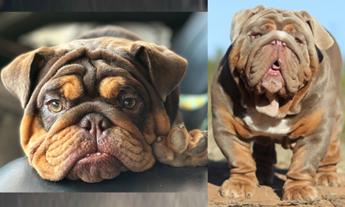 Kahlua and Havoc, English Bulldog Parents Kahlua and Havoc, English Bulldog Parents