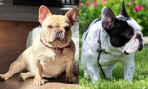 Mango and El Chingon, French Bulldog Parents