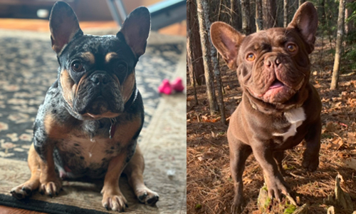 Nia and Bear, French Bulldog Parents Nia and Bear, French Bulldog Parents