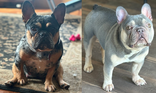 Nia and Loki, French Bulldog Parents Nia and Loki, French Bulldog Parents