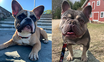 Pheonix and Thor, French Bulldog Parents