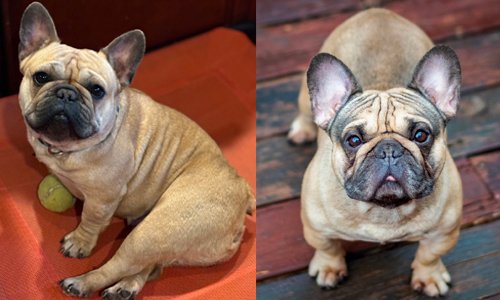 Pickles and Brock, French Bulldog Parents Pickles and Brock, French Bulldog Parents