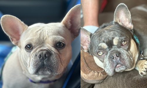 Tilly and Gus, French Bulldog Parents Tilly and Gus, French Bulldog Parents