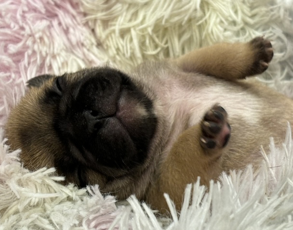 French Bulldog Puppy